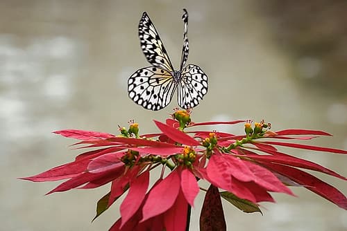 Paper kite or Large tree nymph butterfly flying Nature Print